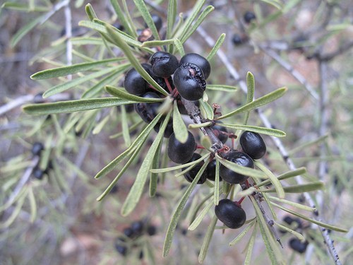 Enebro común - Juniperus communis