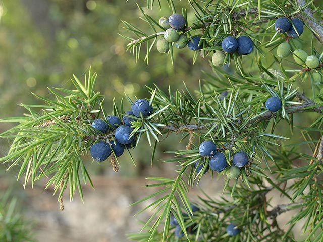Enebro común - Juniperus communis